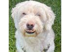 Adopt Jacques Golden a Standard Poodle, Golden Retriever