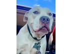 Adopt Koda - Foster or Adopt Me a Pit Bull Terrier
