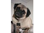 Adopt Bullseye a Pug