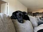 Adopt Rudy (New Digs) a Black Labrador Retriever