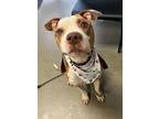 Adopt Maddox a American Staffordshire Terrier