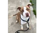 Adopt Mikey a American Staffordshire Terrier