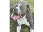 Adopt Chase a American Staffordshire Terrier