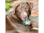 Adopt Brownie a Border Collie, Mixed Breed