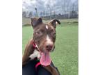 Adopt Goober a Terrier, Pit Bull Terrier