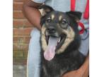 Adopt Woofie a Shepherd