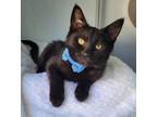 Adopt Moe a Domestic Short Hair