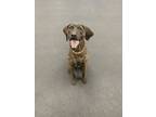 Adopt Bucky a Plott Hound