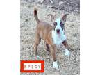 Adopt Spicy Spencer a Mixed Breed