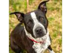 Adopt Travolta a Australian Cattle Dog / Blue Heeler