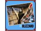 Adopt Blizzard a American Shorthair
