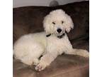 Adopt Bodie a Standard Poodle