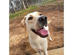 Adopt Hopper a Yellow Labrador Retriever, Hound