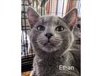 Adopt Ethan a Domestic Short Hair