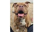 Adopt Hoss a American Staffordshire Terrier