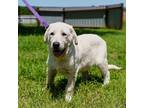 Adopt Thor a Great Pyrenees, Anatolian Shepherd