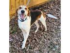 Adopt Pancake a Treeing Walker Coonhound, Hound