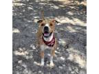 Adopt Hogan a Mixed Breed