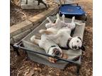 Adopt Oakley a Australian Cattle Dog / Blue Heeler, Terrier
