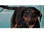 Adopt Dobie a Doberman Pinscher, Bull Terrier