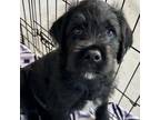 Adopt Wiley a Rottweiler, Mastiff