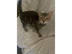 Adopt Copper a Tabby, Domestic Short Hair