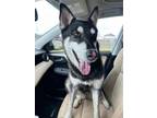 Adopt Sterling a Husky