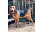 Adopt Hank a Bloodhound