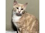 Adopt Prince Louis a Domestic Short Hair