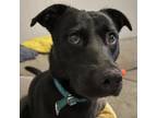 Adopt Ollie a Black Labrador Retriever