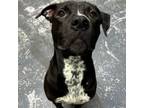 Adopt Sprock a American Staffordshire Terrier