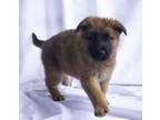 Adopt Gunther a German Shepherd Dog, Chow Chow