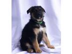 Adopt Loki a German Shepherd Dog, Chow Chow