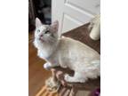 Adopt Ruben a Ragdoll, Domestic Long Hair