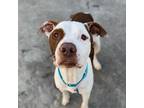 Adopt Ando a Pit Bull Terrier