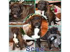 Adopt Scar a Pit Bull Terrier