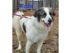 Adopt Koda a Great Pyrenees