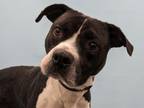 Adopt Dio a Boxer, Mixed Breed