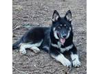 Adopt Niko a Siberian Husky, German Shepherd Dog
