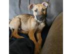 Adopt Charlie a American Staffordshire Terrier, Catahoula Leopard Dog