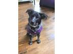 Adopt Boo a Australian Cattle Dog / Blue Heeler, Mixed Breed