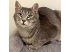 Adopt Fred a Tabby