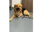 Adopt ARLO a German Shepherd Dog, Pit Bull Terrier