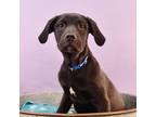 Adopt Little Light of Mine - Refraction a Labrador Retriever, Boxer