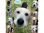 Adopt Fred a Beagle, Mixed Breed