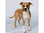 Adopt Rylo a Pit Bull Terrier, Boxer