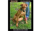 Adopt Lyndon a Labrador Retriever, Bloodhound