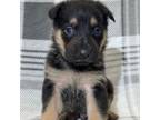 Adopt Boba a German Shepherd Dog