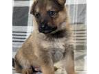 Adopt Bonsai a German Shepherd Dog