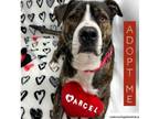 Adopt Marcel a Mixed Breed